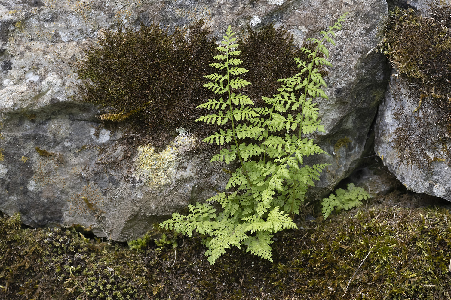 Zerbrechlicher Blasenfarn  •  Cystopteris fragilis aggr.