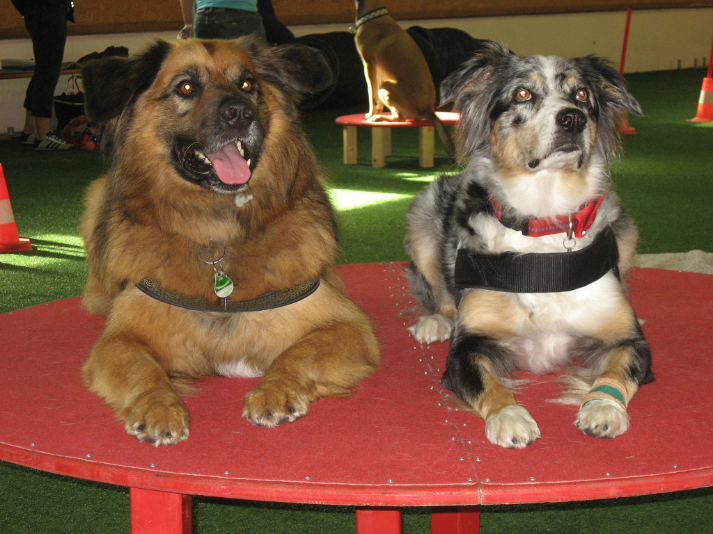 Lenny und Kyra auf dem großen Tisch