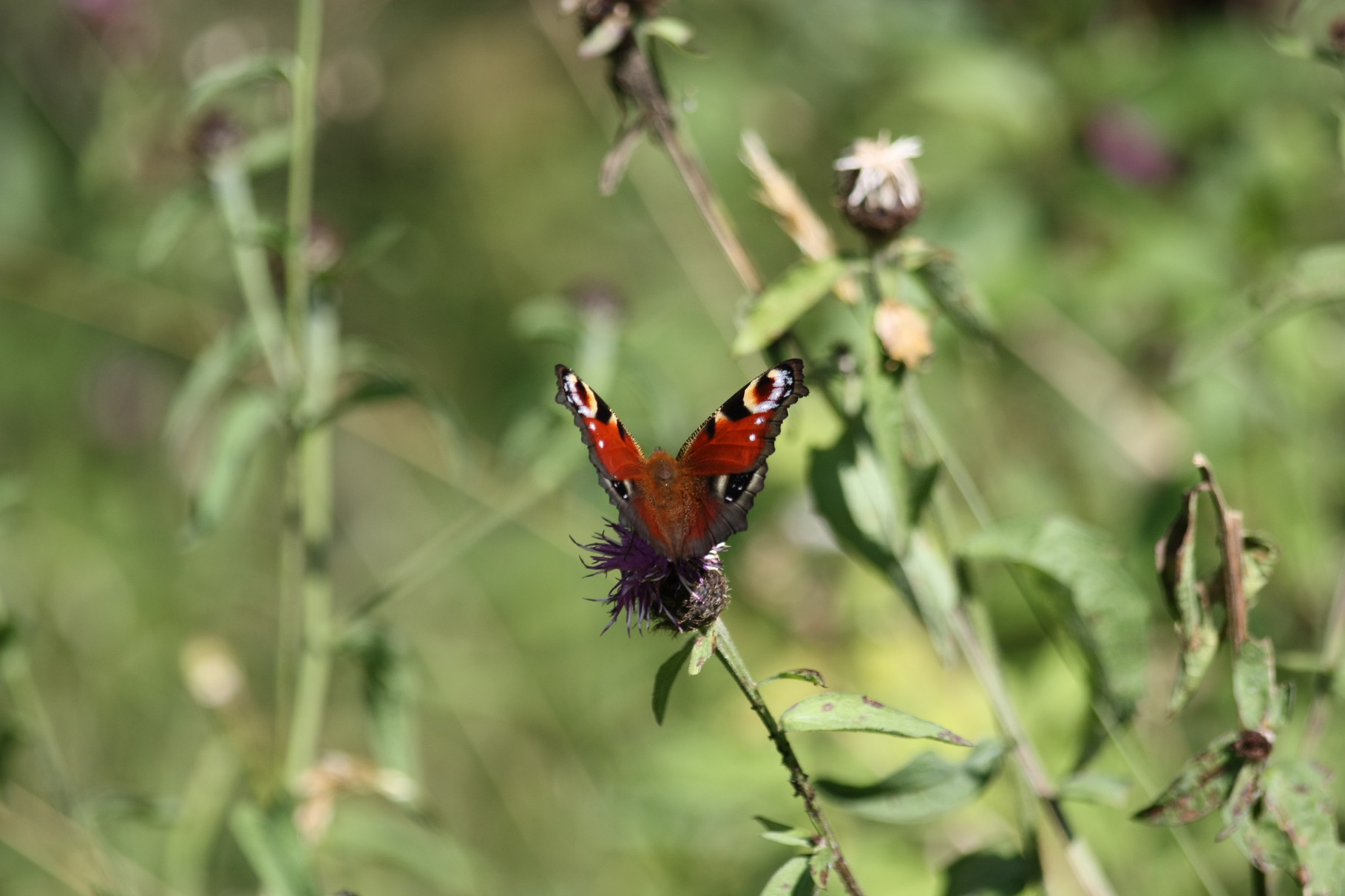 Wanderung am Ruhestein