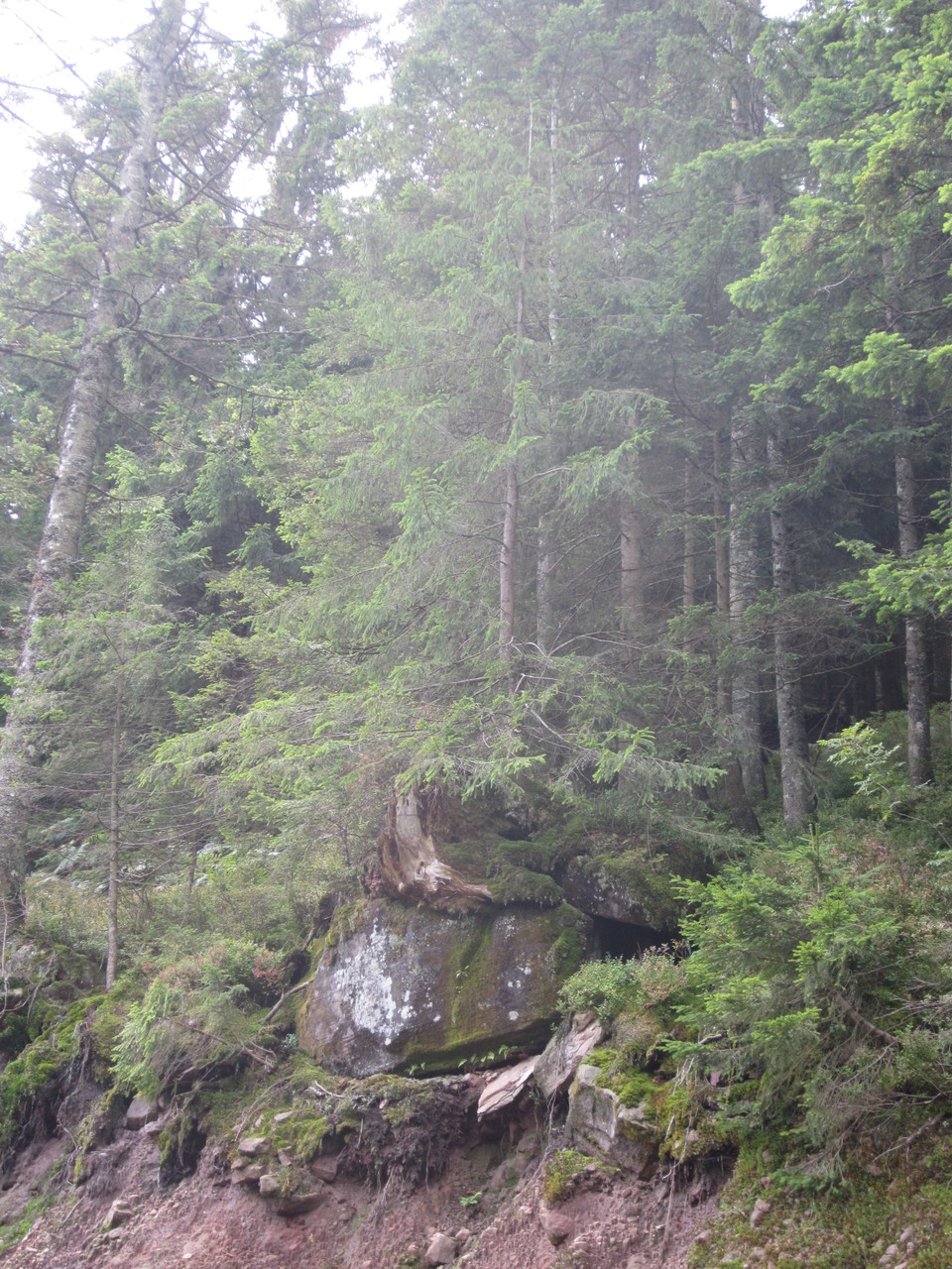 Wanderung am Ruhestein