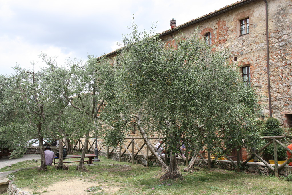 Monteriggioni - das sind Olivenbäume!