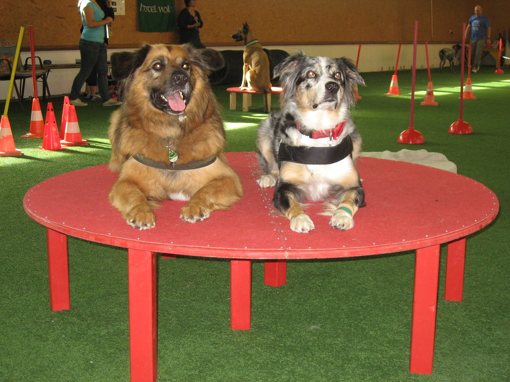 Lenny und Kyra auf dem großen Tisch