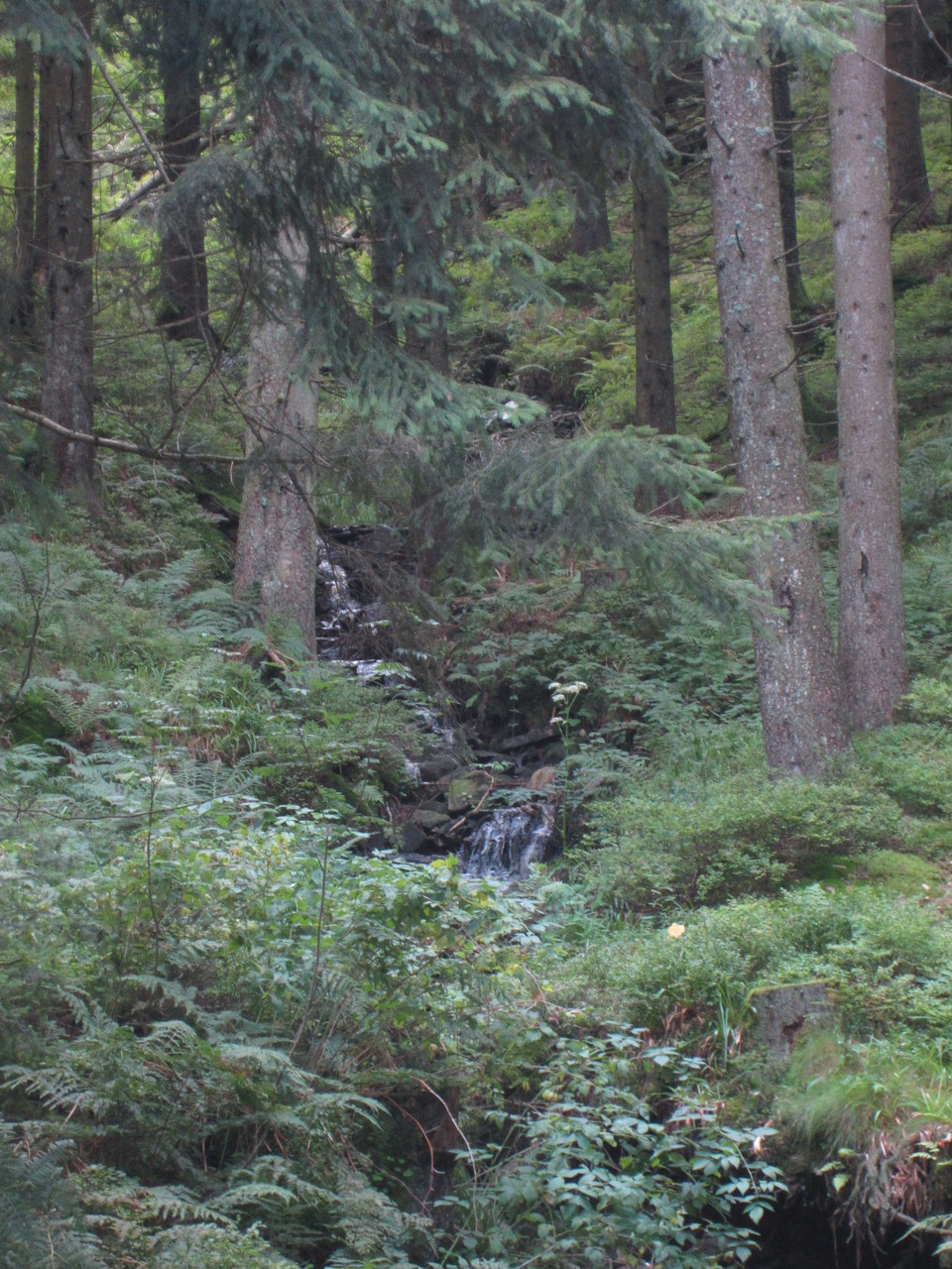 Wanderung am Ruhestein