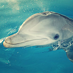 Delphin im Wasser/Entlastung von Familien in Baselland