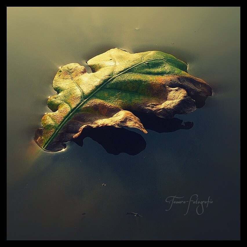 Die verwundeten Blätter sind gefallen.