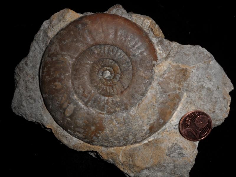 Psiloceratidae HettangiumAmmoniten, Hettangian Ammonites