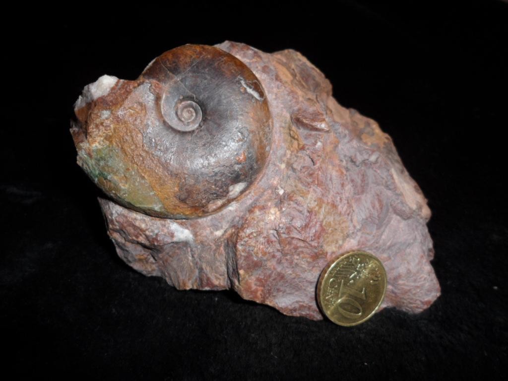 Hettangium Ammoniten HettangiumAmmoniten, Hettangian Ammonites