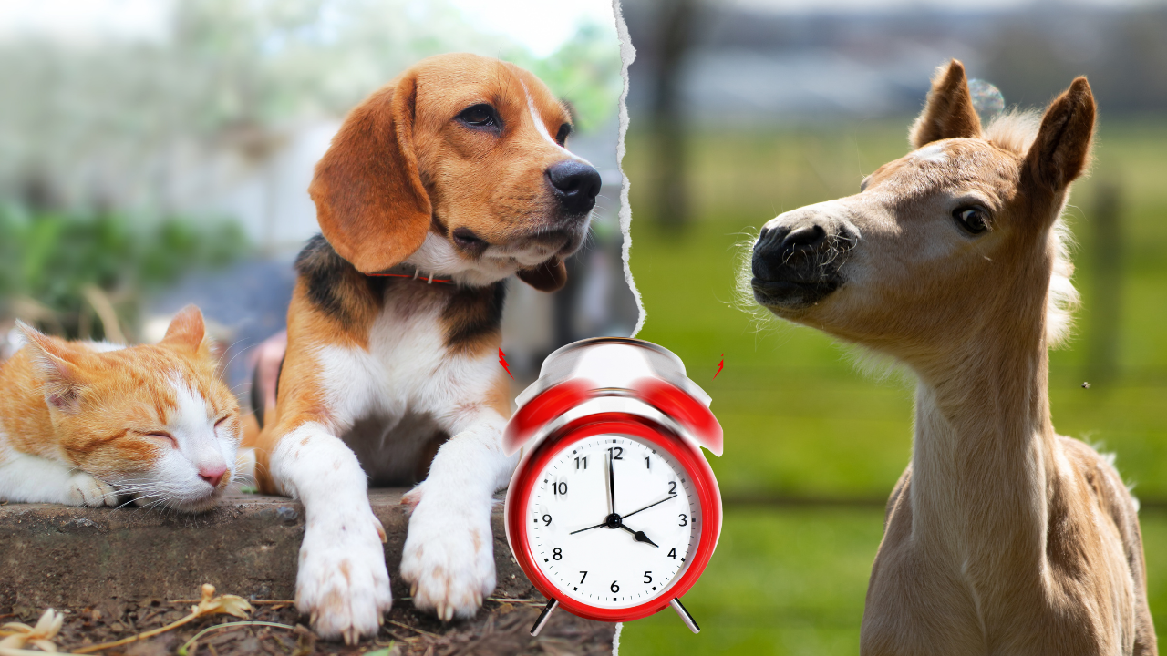 Das Zeitempfinden unserer Haustiere