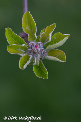 Apfelblüte kurz vor dem Aufgehen