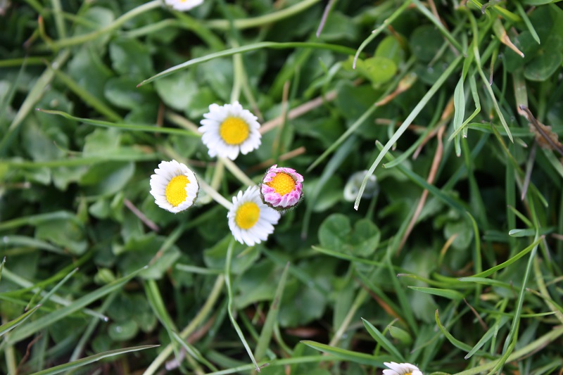 Les plantes par saison-le printemps