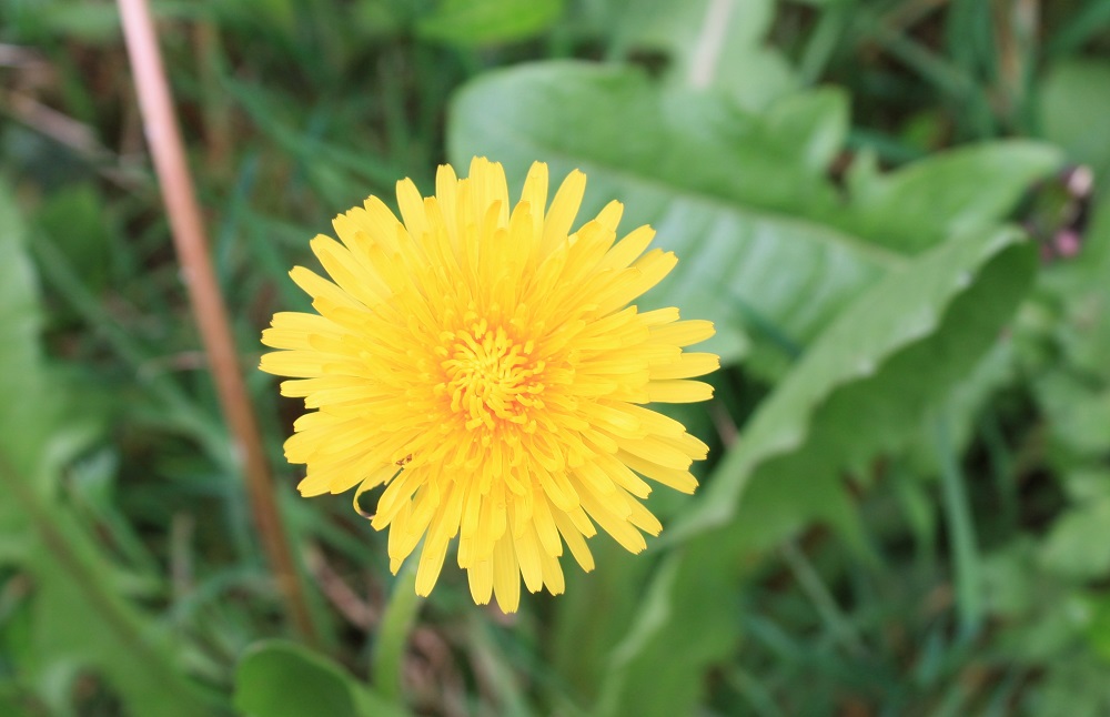 Pissenlit fleur- Photo Les Plantes dans tous les sens
