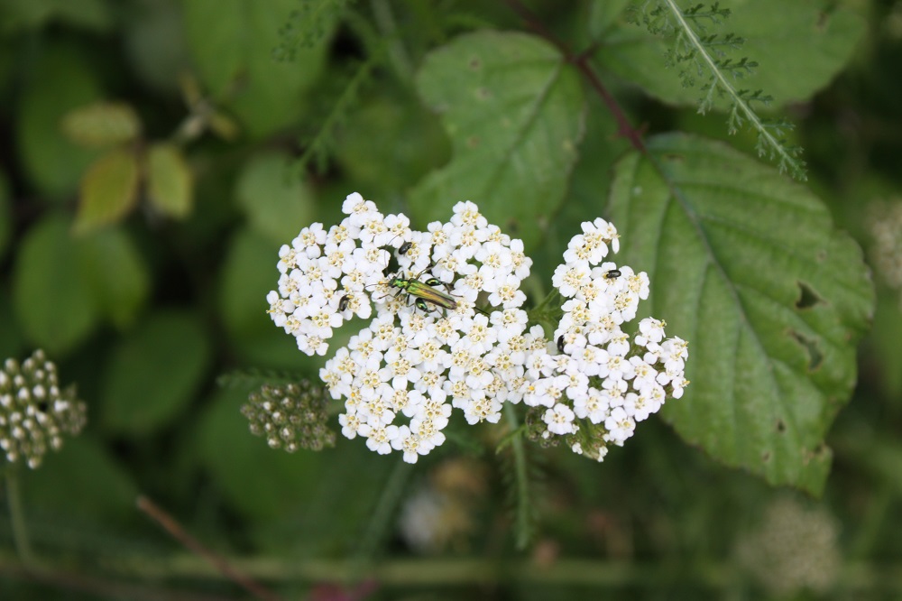 Les plantes par saison-l'été