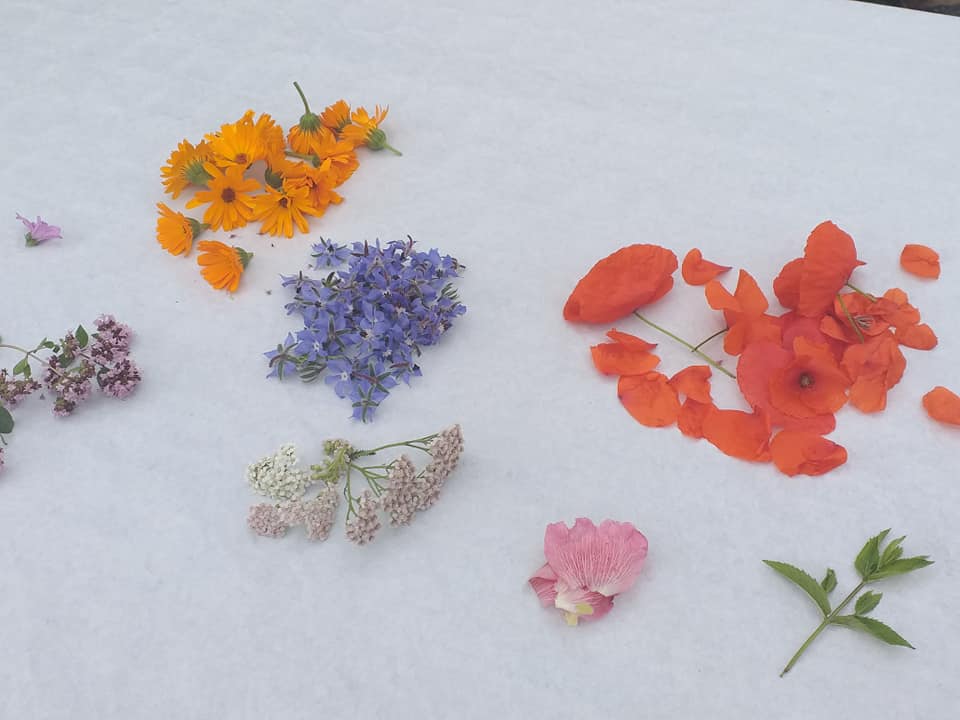 Plantes sauvages comestibles