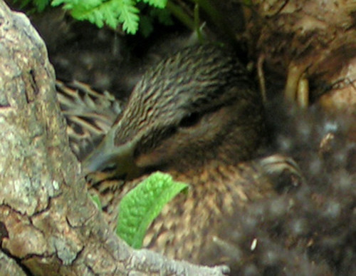 Broedende eend, 2007