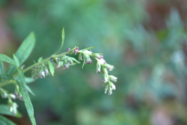 秋の花粉症対策｜整体で整える免疫と体調管理