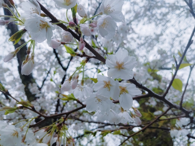 雨の日の『なんとなく不調』は背骨から。はくば整骨院の春のケア
