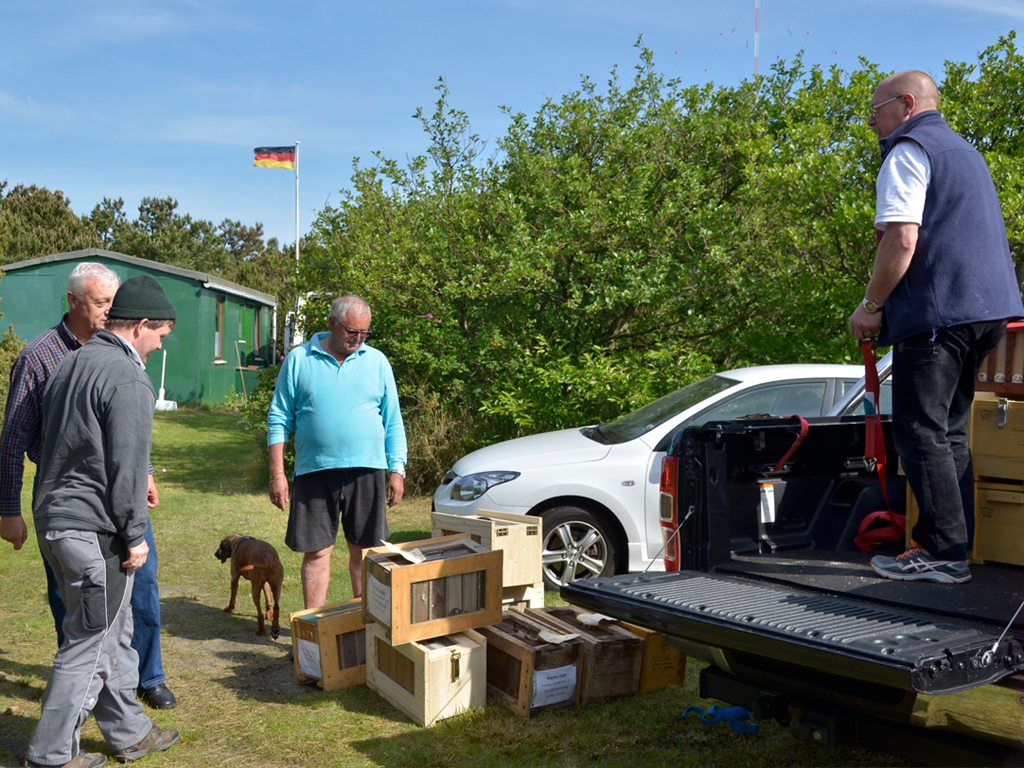 Die Minivölker werden Kistenweise angeliefert.