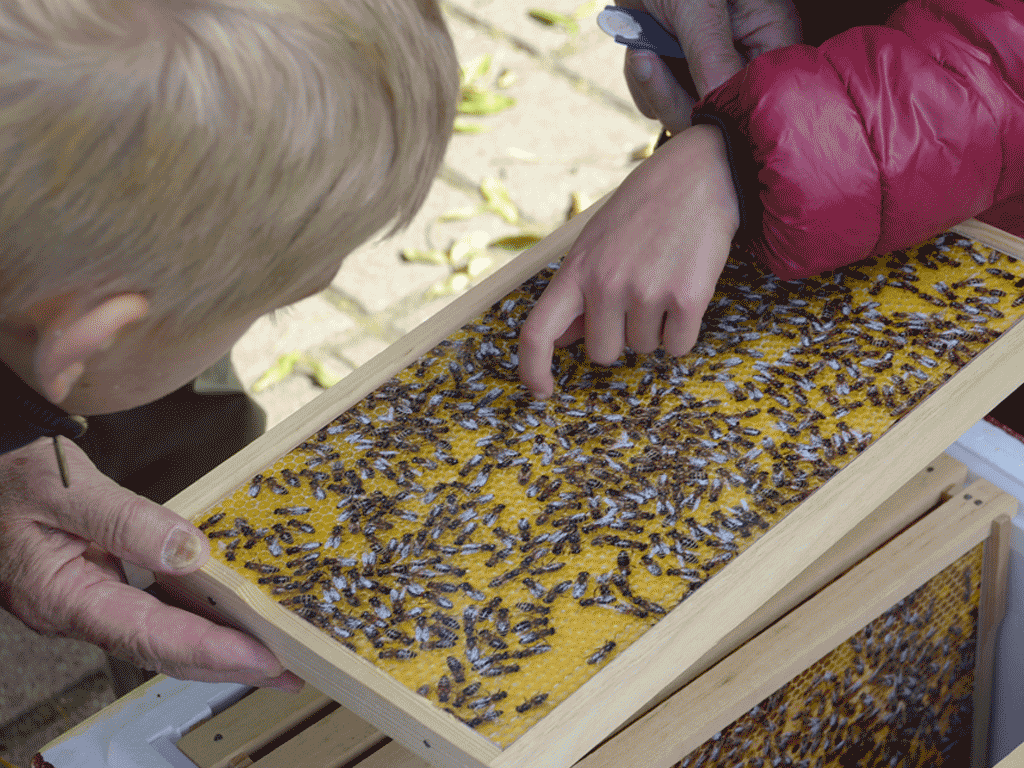 Auf dieser Schauwabe sind die Bienen nur als Foto.