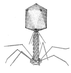 Bacteriophage T4