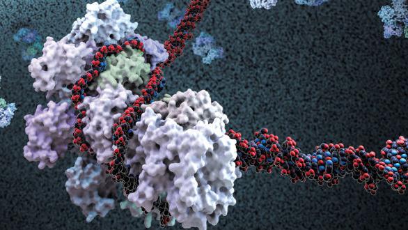 CRISPR in action: Cascade complex binding virus DNA. Source: Science cover.