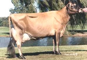Raza Jersey - Página web de jerseychile
