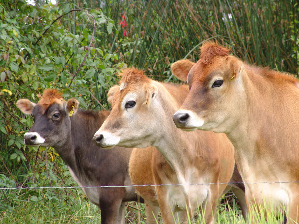 Adiestramiento de Jersey Página web de jerseychile