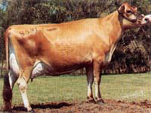 Raza Jersey - Página web de jerseychile