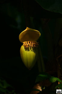 「バナナの花」井上 武男さん