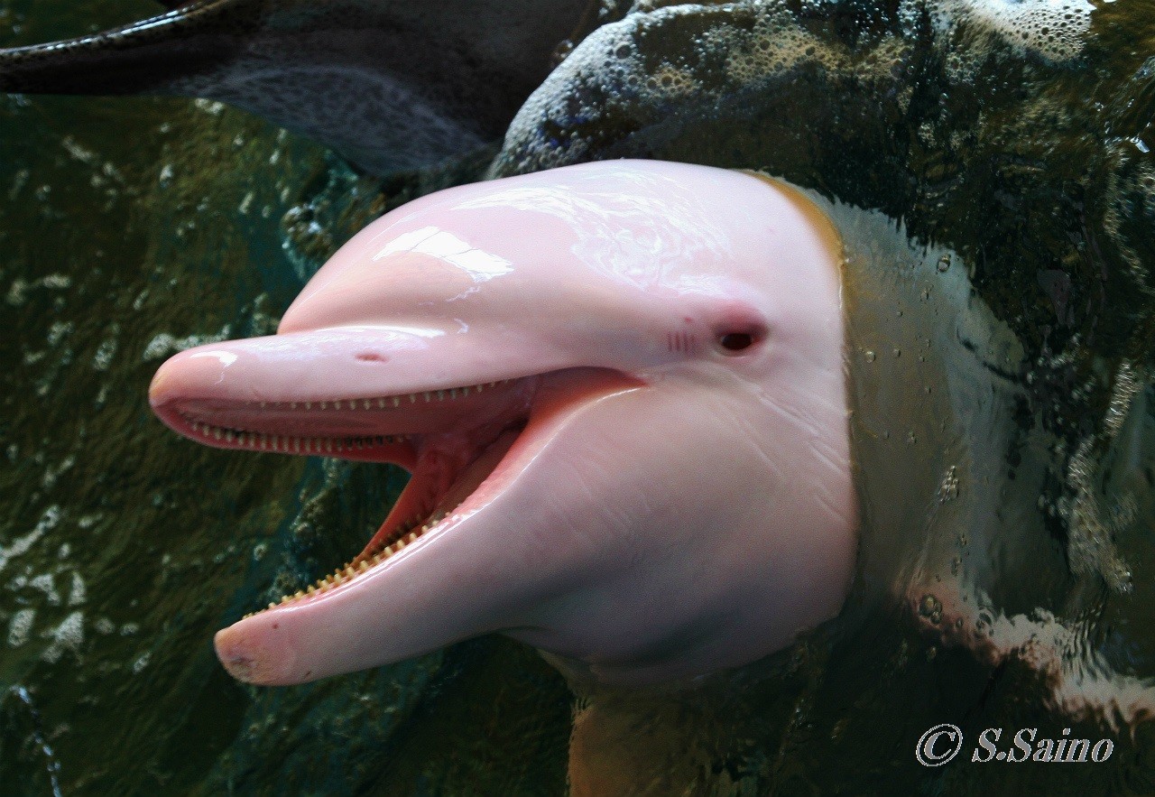 アルビノイルカ くじらガイドがお届けするクジラ シャチ イルカ 自然 エコツアー情報 アルビノイルカ くじらガイドがお届けするクジラ シャチ イルカ 自然 エコツアー情報