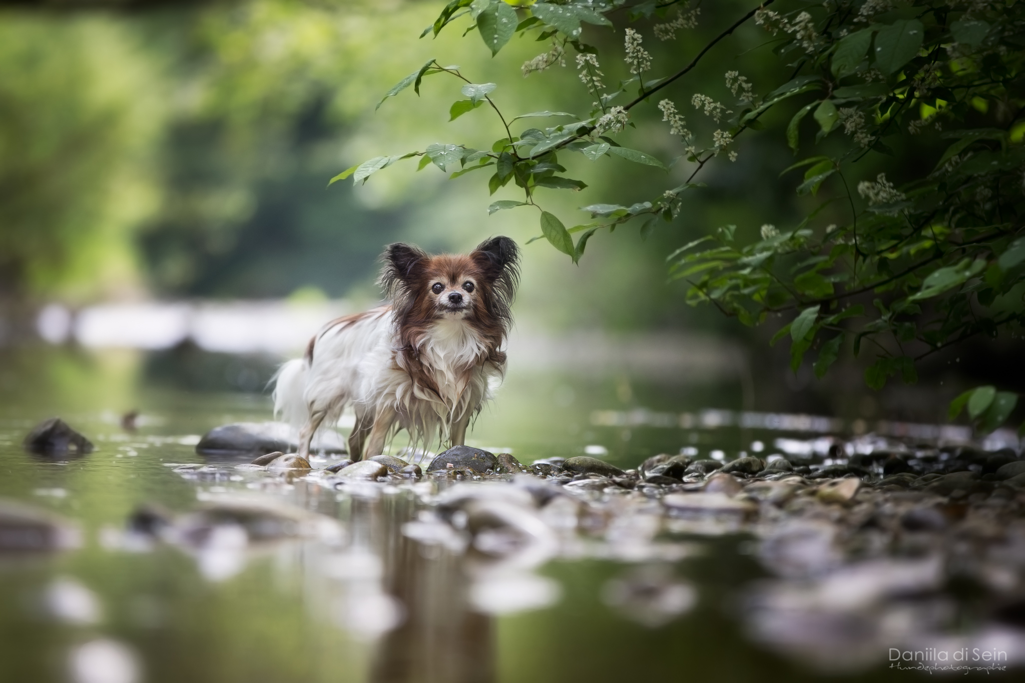 Hundefotografie Outdoor - Daniila di Sein, Zürcher Oberland
