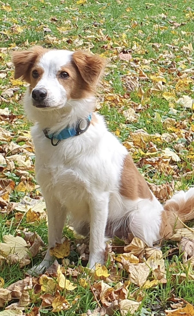 Copper 4 Jahre