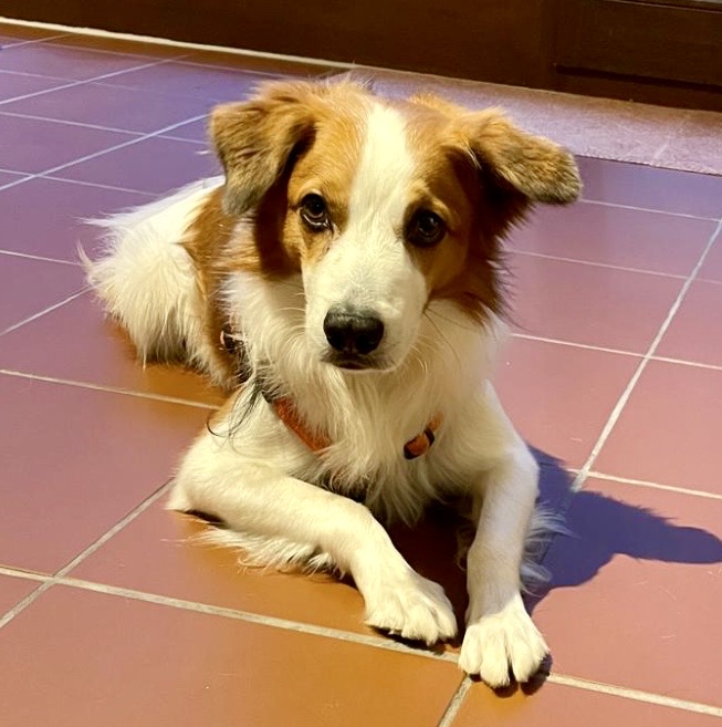 Cody 4 Jahre