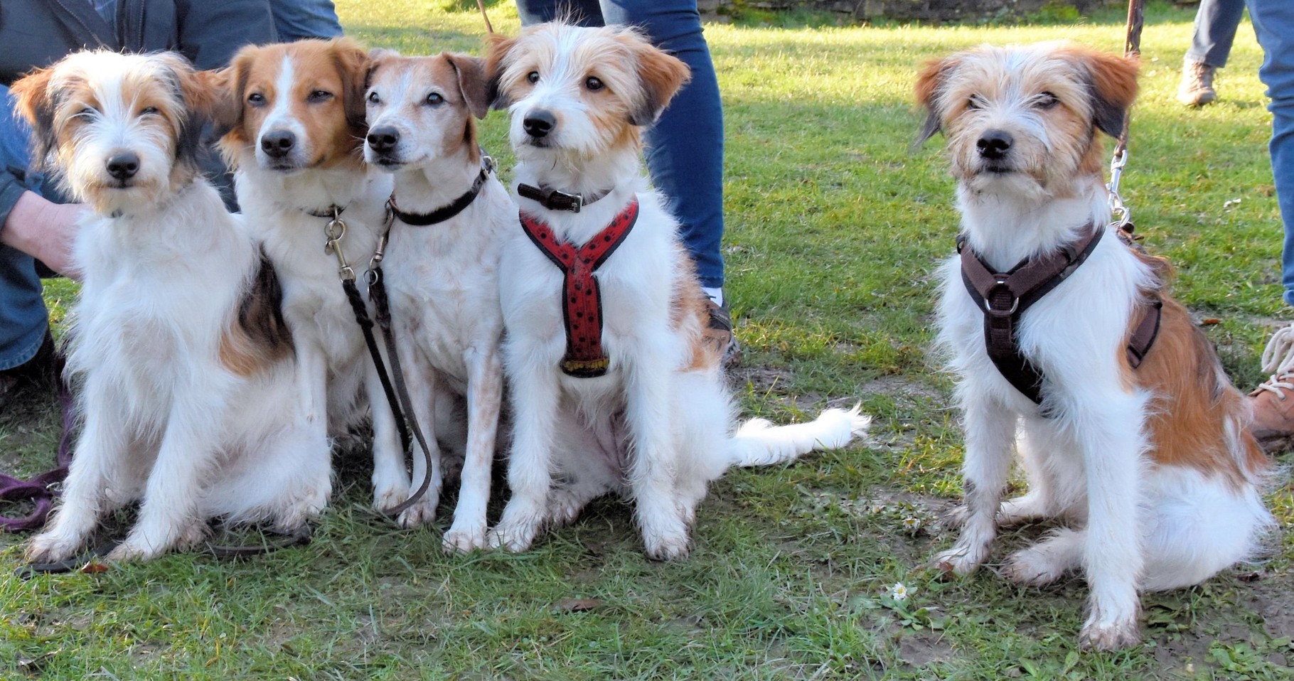 Ayla, Beetje, Amy, Alina und Abby