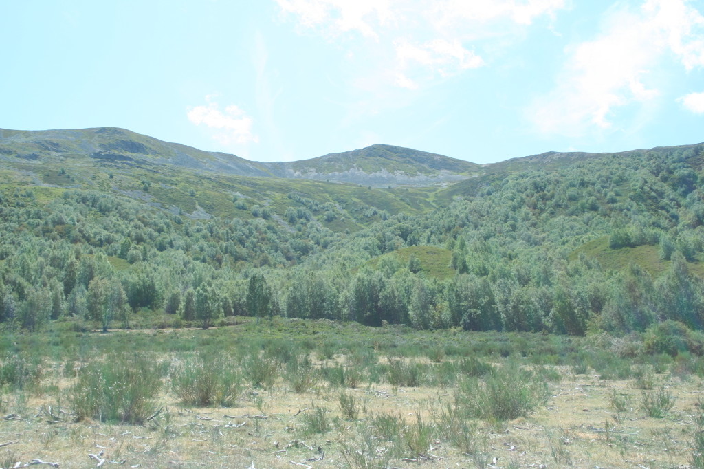 Campo