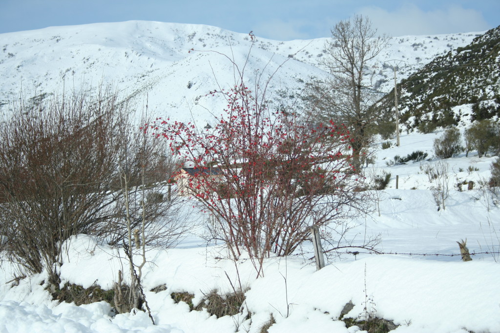 Espino, Escaramujo.