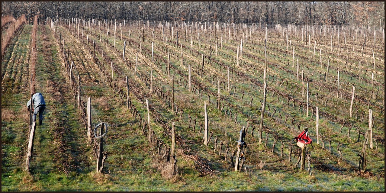 vignobles du Frontonnais