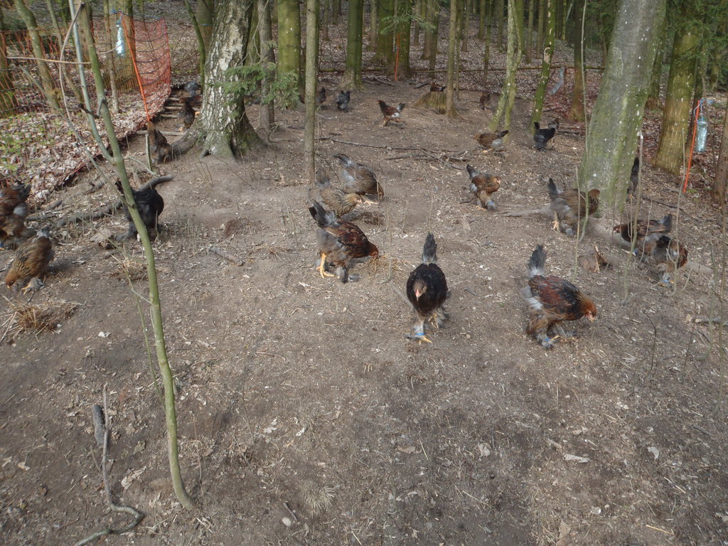Jungtiere 2012 in Ihrem Waldauslauf