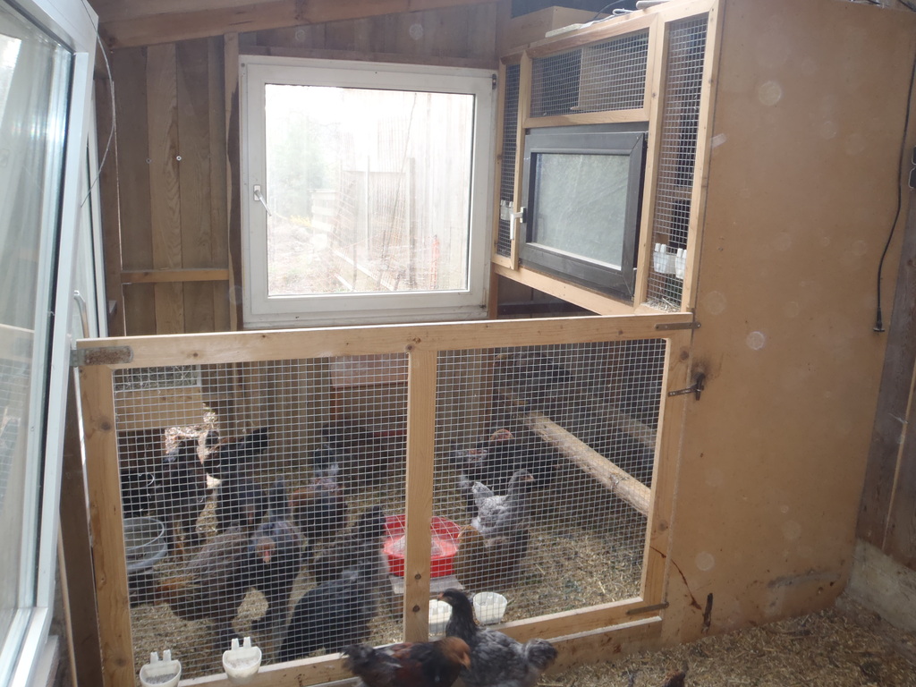 oben Brutbox für die Hennen , unten Aufzucht der Jungtiere