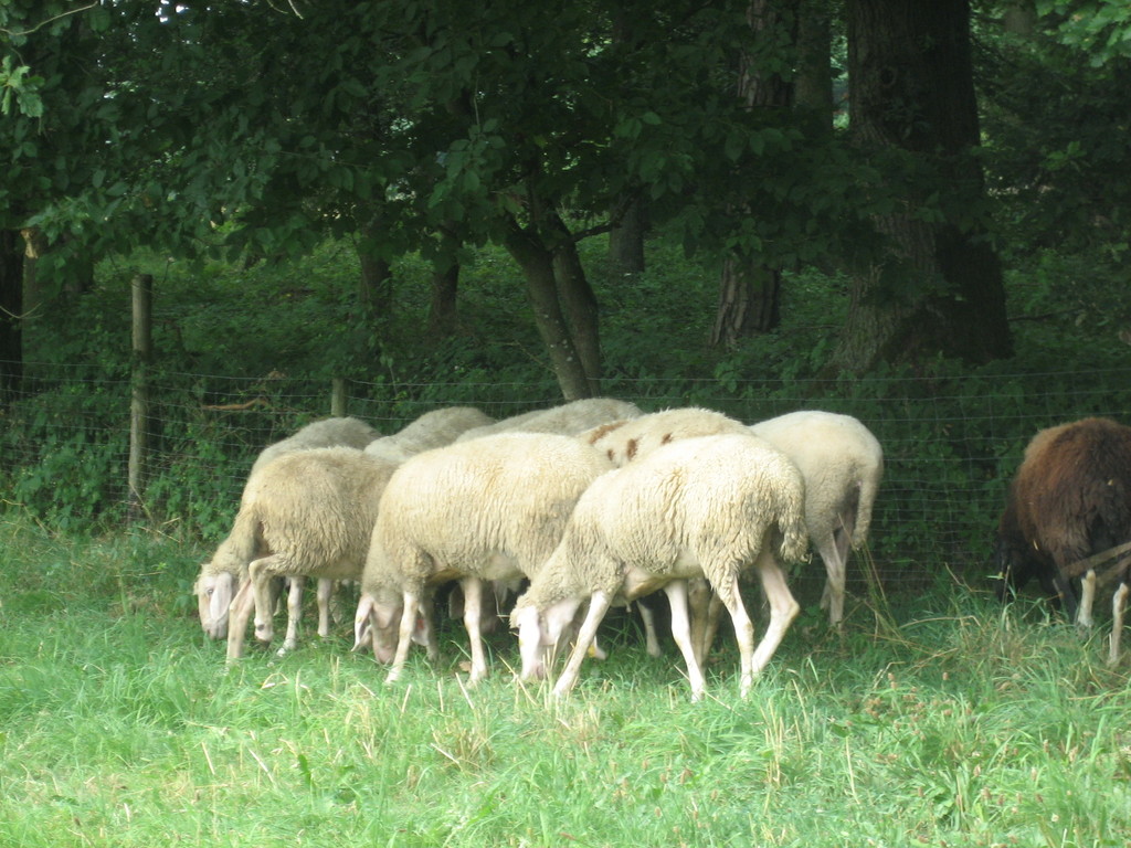Meine Schafe auf der Weide