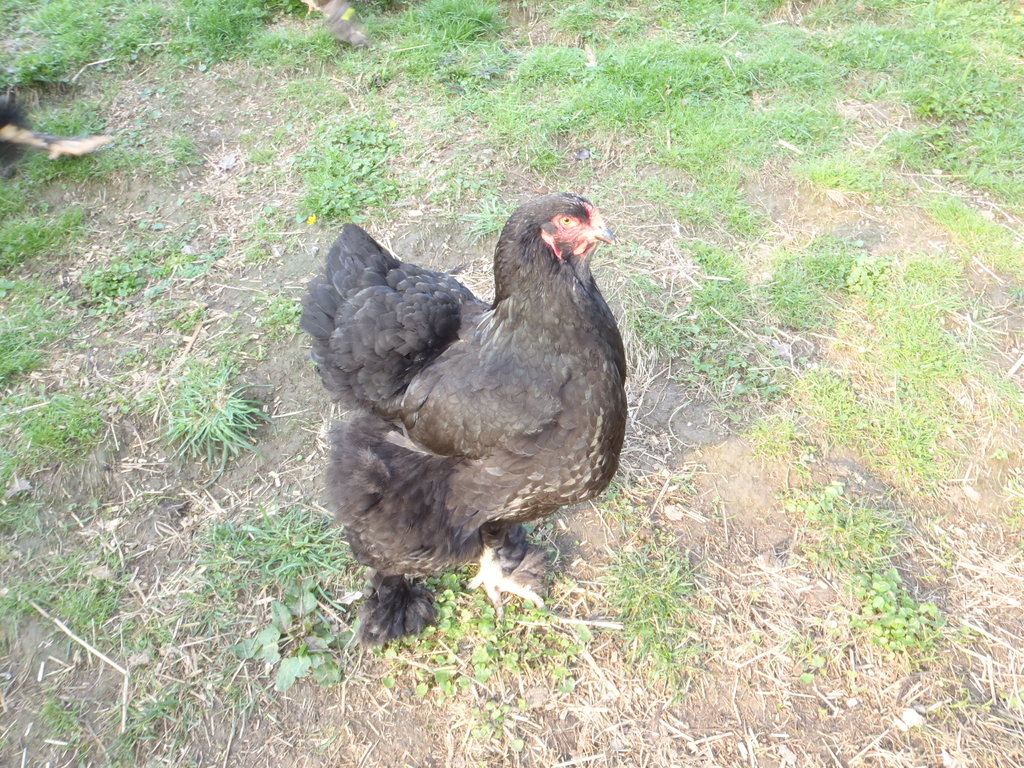 meine schwarze Henne , sie legt sehr fleißig