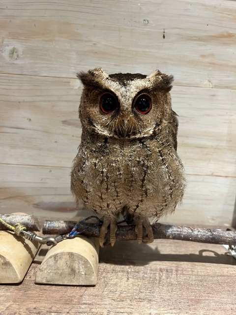 フクロウの紹介 - ふくろうのいるカフェ天神 フクロウの紹介 - ふくろうのいるカフェ天神