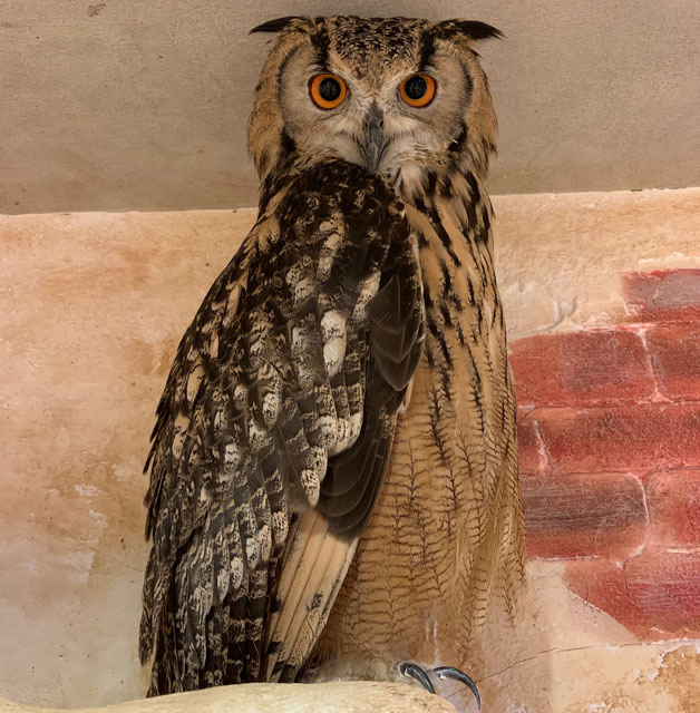 ベンガルワシミミズクの写真です