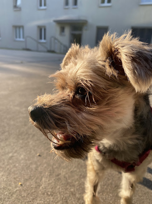 glücklicher Hund nach Körperkerzen-Anwendung