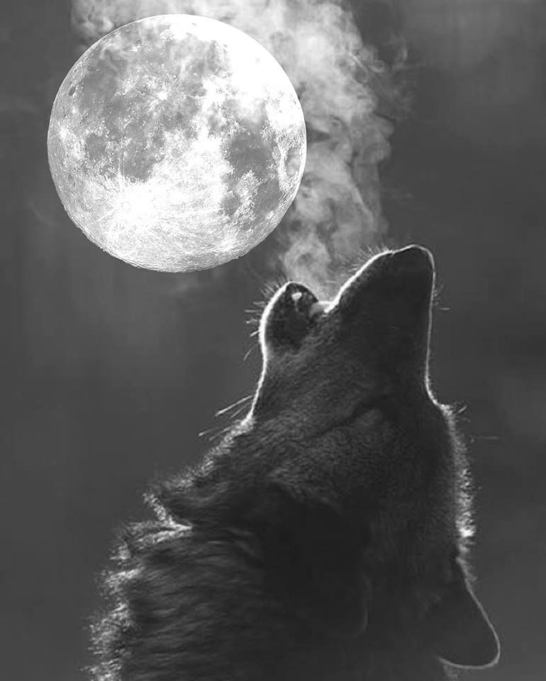 Der Vollmond am 15. November 2024: Loslassen und Transformation in der Mourning Moon-Phase