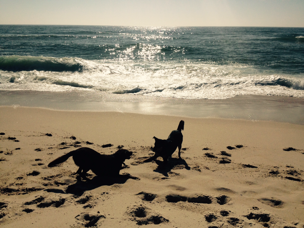 Yoga mit Tieren, herabschauender Hund, Leben am Meer, KaSa-Yoga.eu