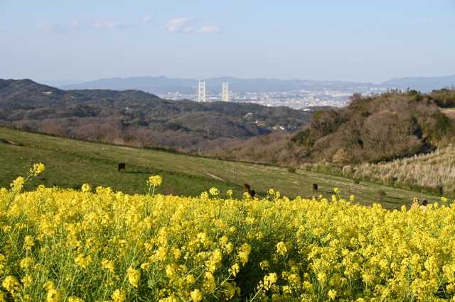 どうする？兵庫県でキッチンカーの営業許可申請