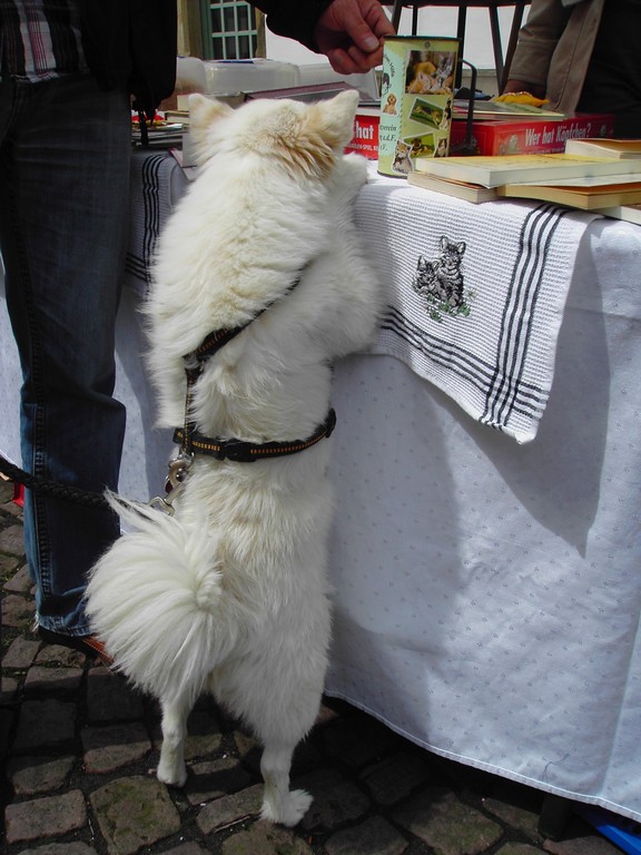 Interesse sogar bei den Pfötchen