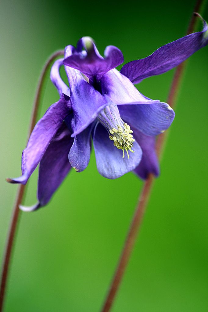 Flora