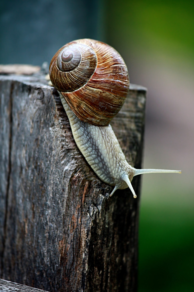 Fauna