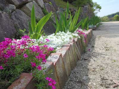 芝桜・・・ゆうゆうグラウンド奥の歩道に綺麗に咲きました。満開です。